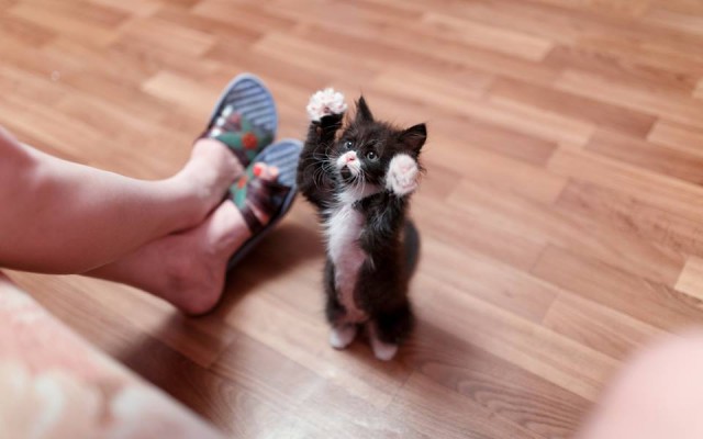 Коты и Кошки