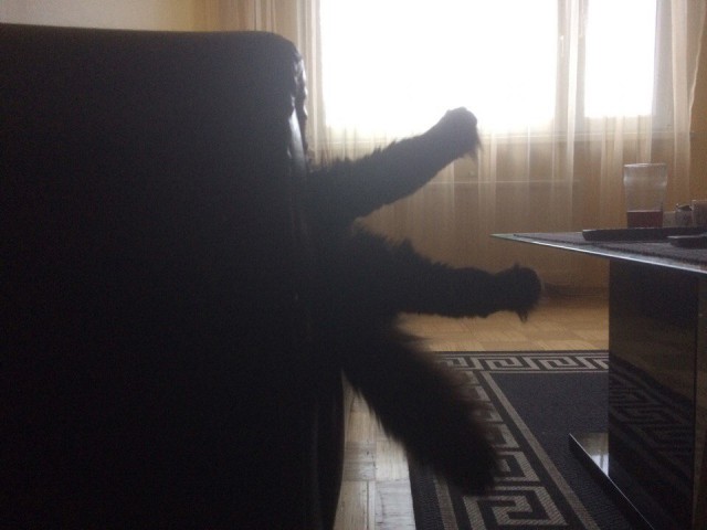 20 шикарных фотографий, в которых вся суть котов