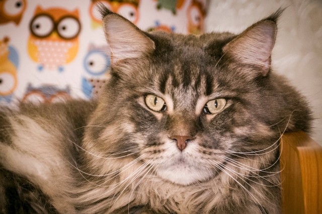 Котовторник  23.01.2018