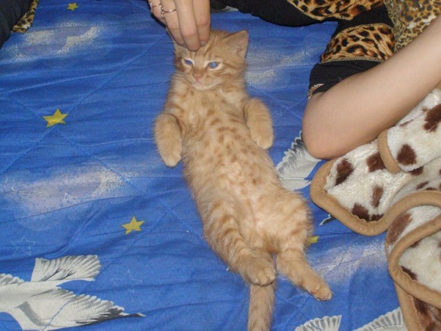 Котовторник на ЯПлакалъ (13.05.08)