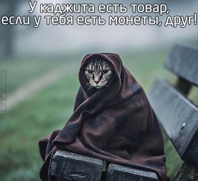 Кот с человеческим лицом