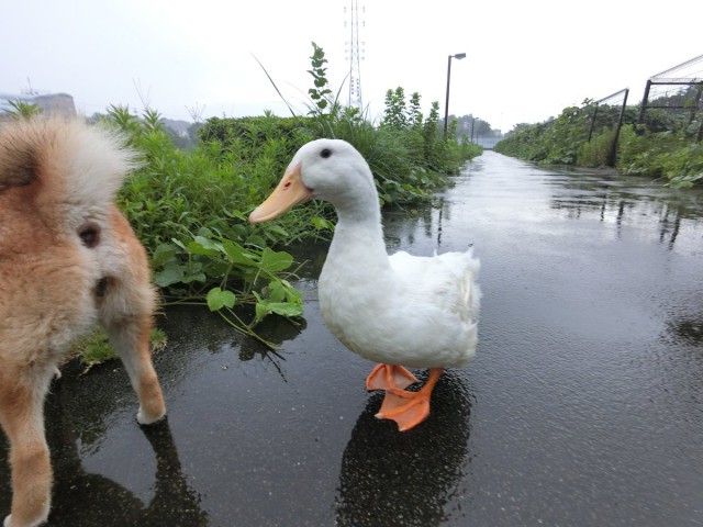 Скрудж порно