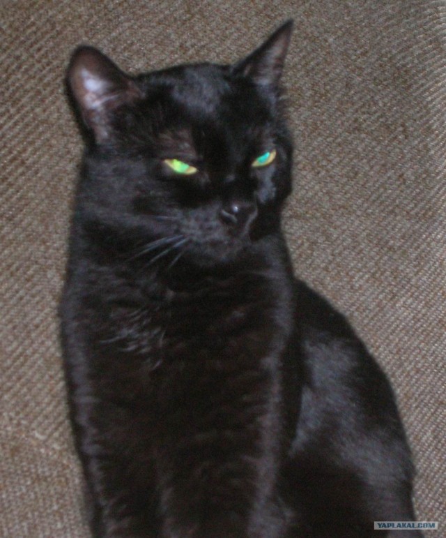 Котовторник - С праздником, котоводы!
