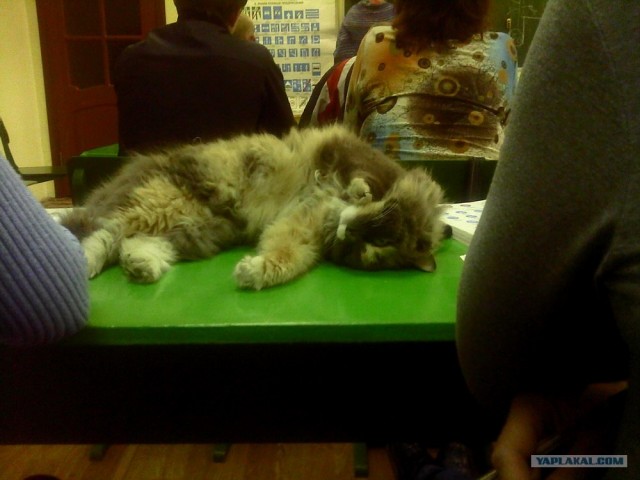 Котовторник  07.06.11