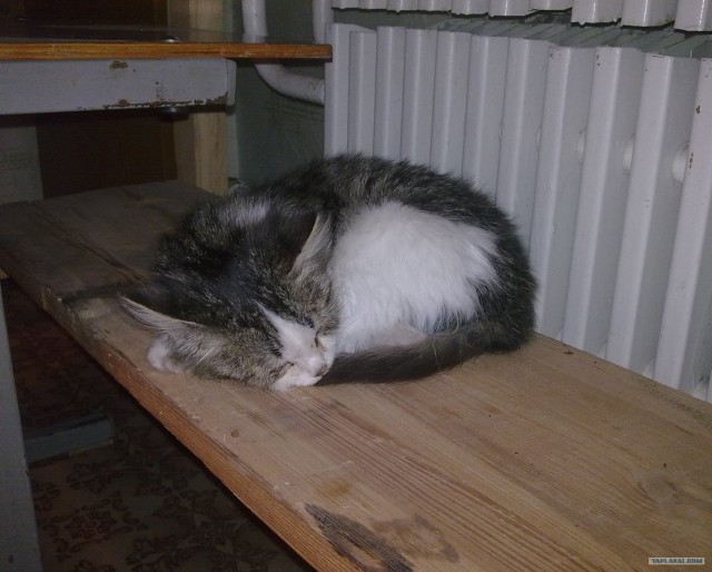Котовторник! 08.11.11