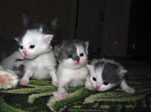 Котовторник 13.12.11 - магическе числа