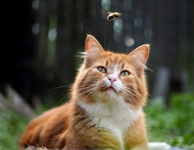 Немного милоты