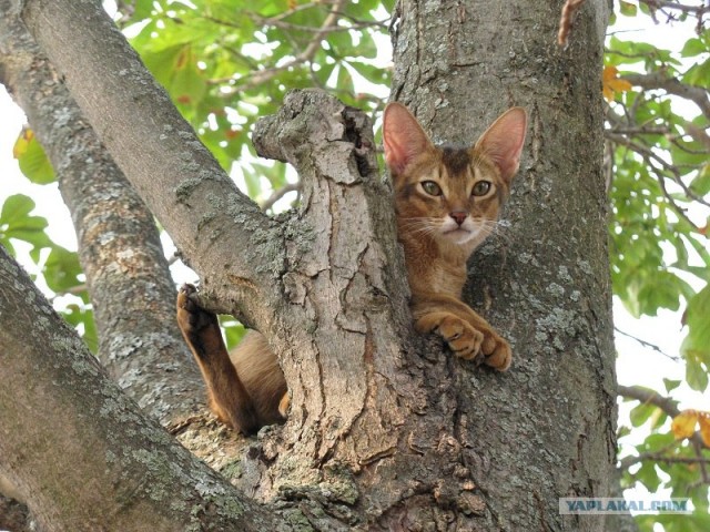 Котовторник 20.03.2012