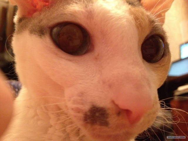 Котовторник 8 мая 2012