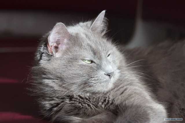 Котовторник  12. 06. 2012