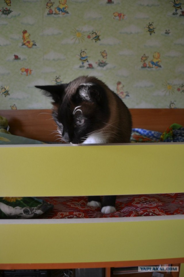 Котовторник 10. 07. 2012