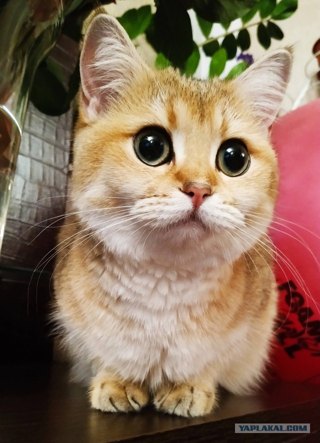 Котовторник 26.02.2019