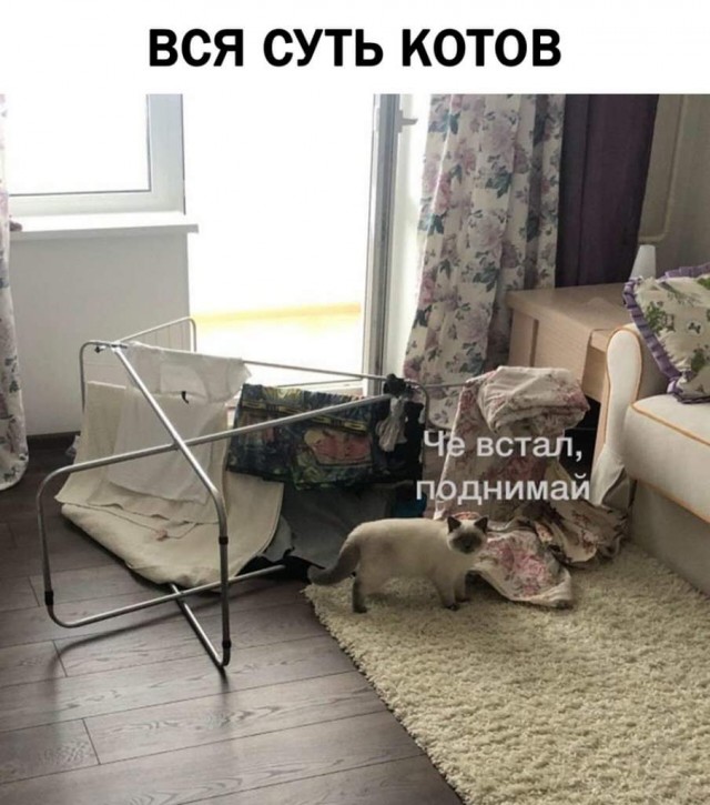 Картинки с надписями с котами и про котов