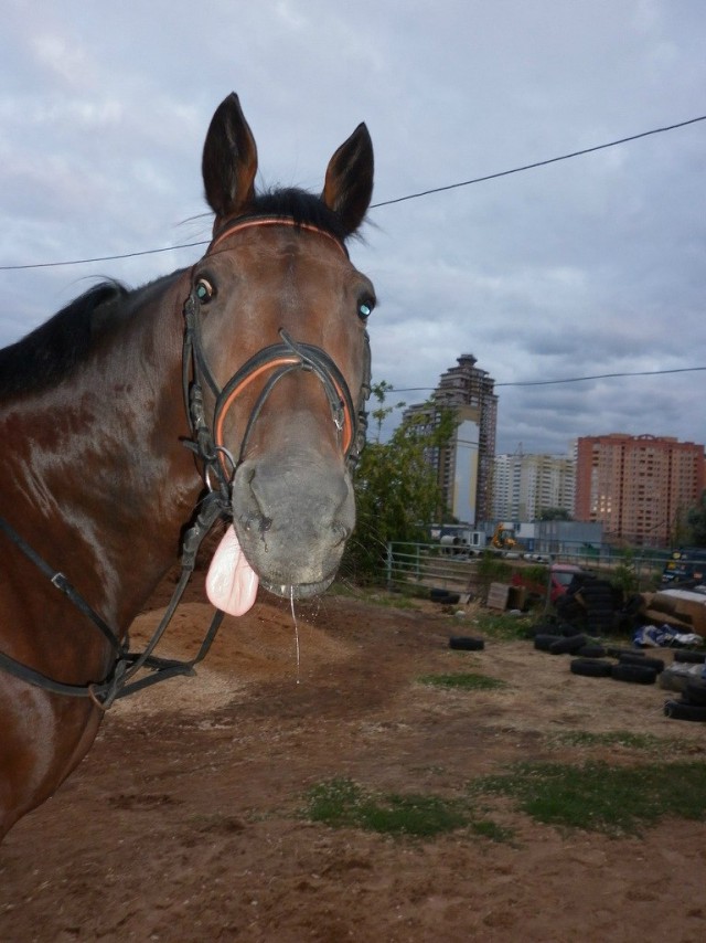 Живность из сети