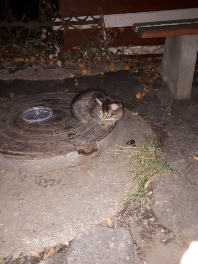 Забавные фото котеек