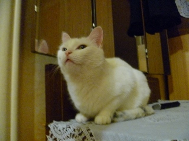 Забавные фото котеек