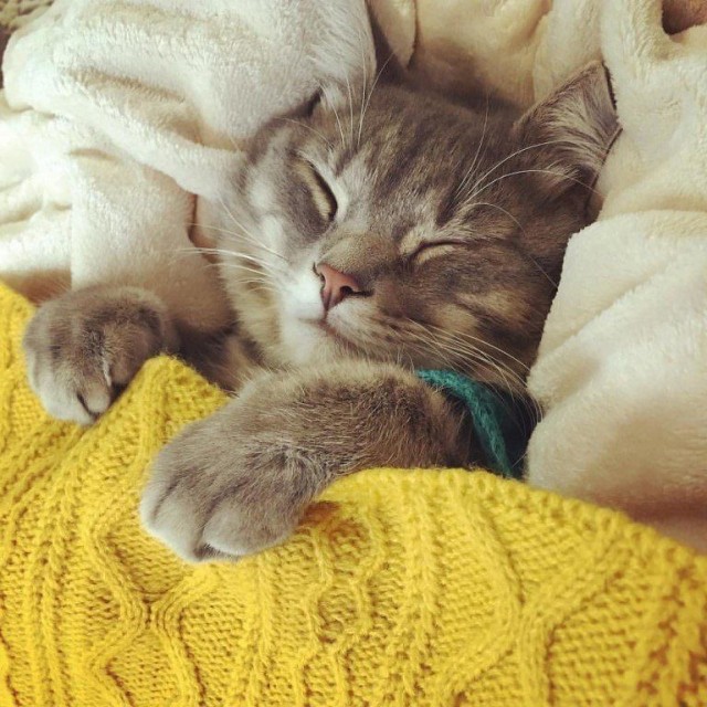 Забавные картинки с котами из сети