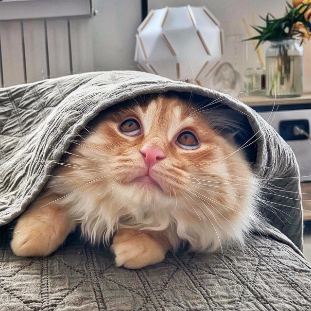 Забавные картинки с котами из сети