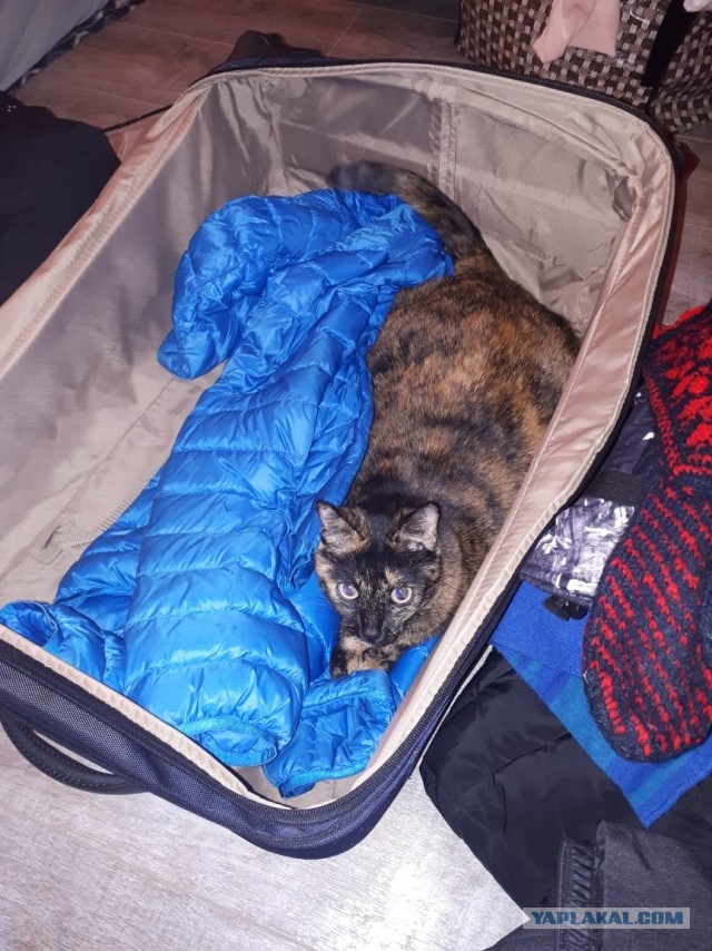 ̶К̶о̶р̶о̶н̶  Котовторник!