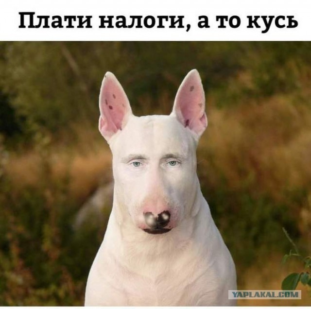 Плоти нолог! Не будешь? Сами возьмём!