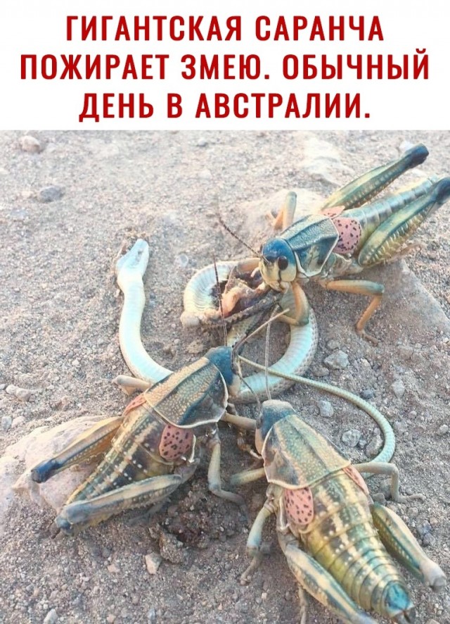 Так себе картинки 26.05.2020