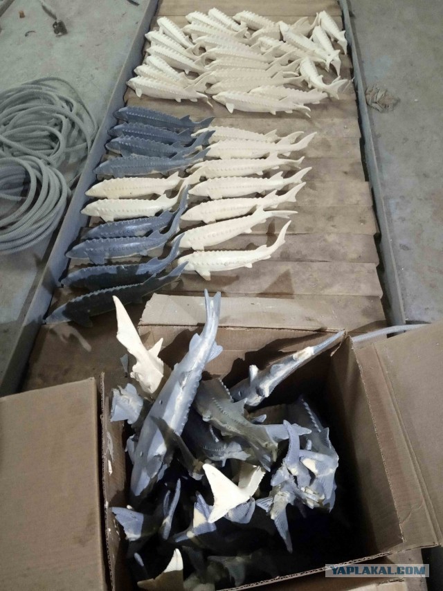 Изготовление декоративного панно "Осетровые"