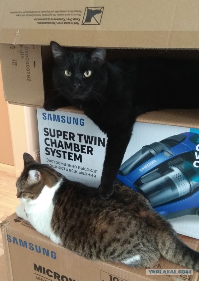 Black cats matter