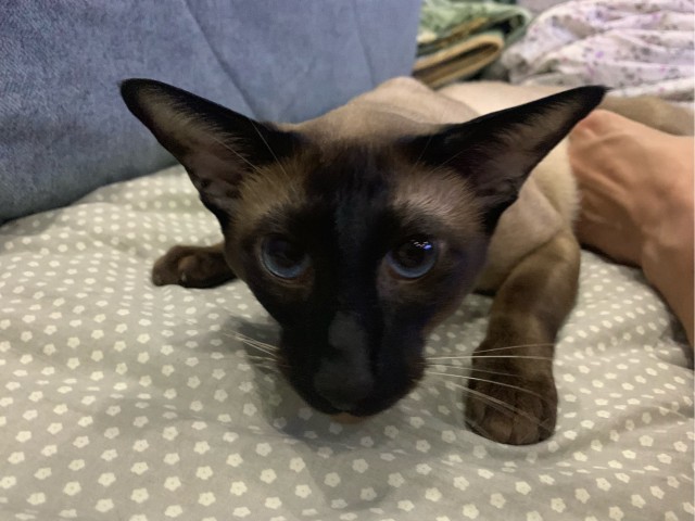 Котопёс