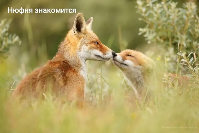 Лисички, картинки