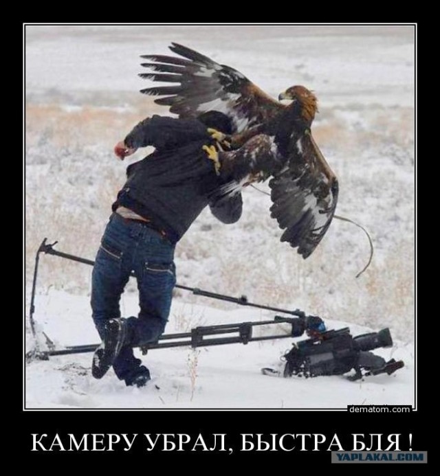 Птичка-режиссер