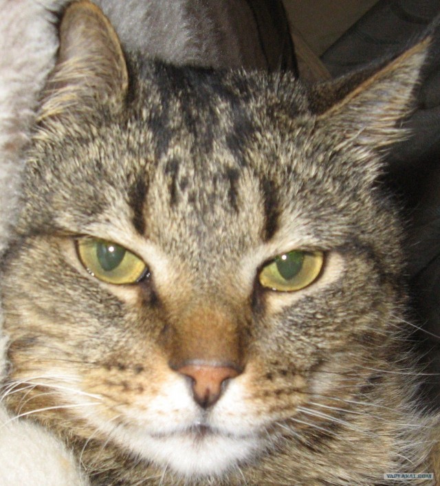 Котэ и рок едины