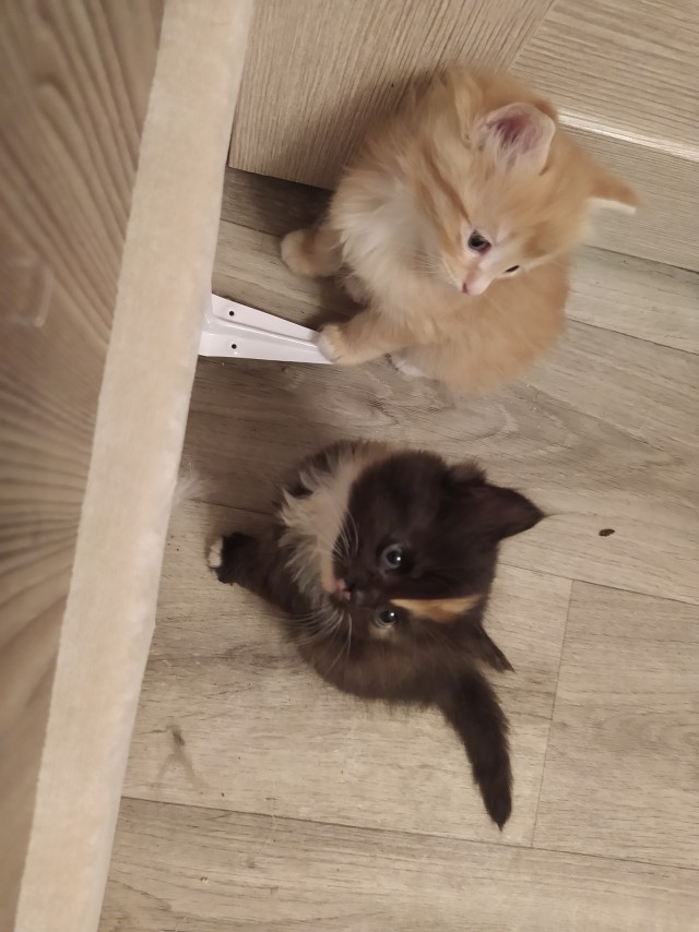 Котовторник!