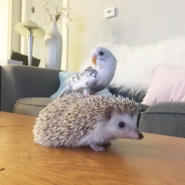 Калейдоскоп картинок