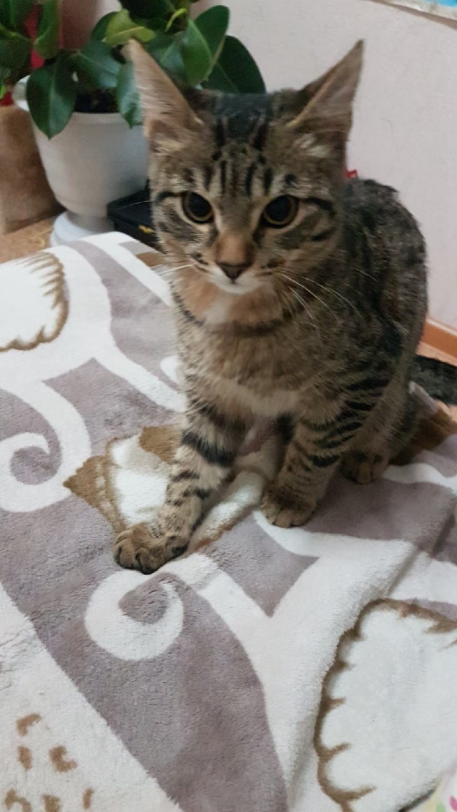 Кошки , кошечки, котяры 14.03.21