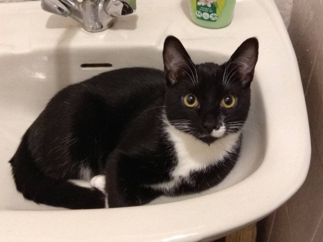 Хоба! Котовторник!
