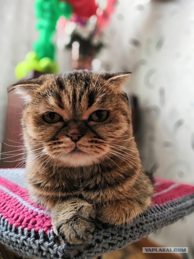 Котовторник. Поговорим о кличках, друзья