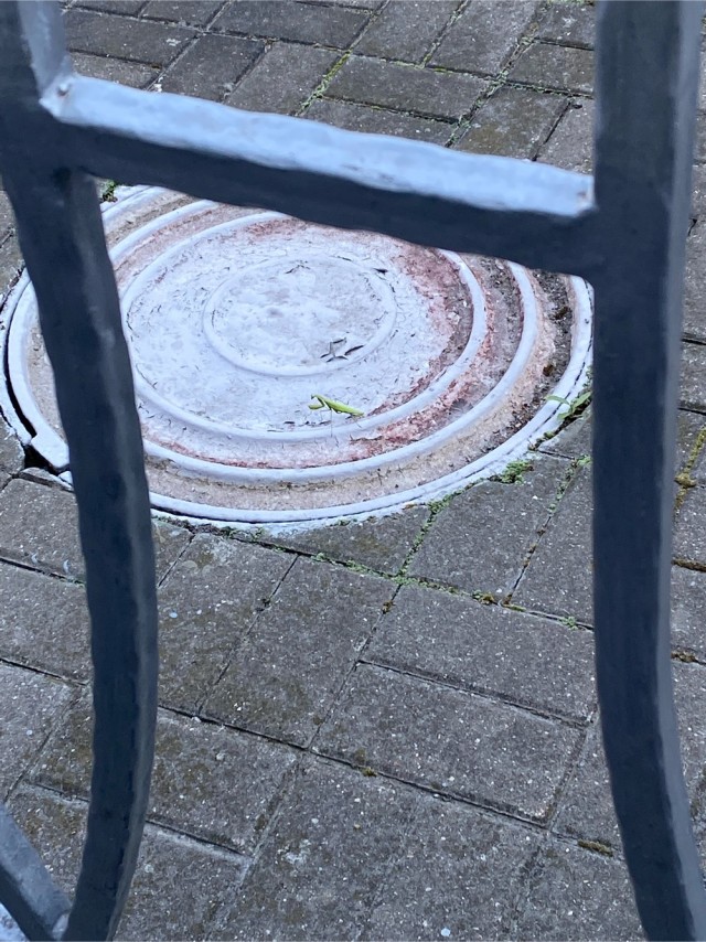 Нижегородский богомол