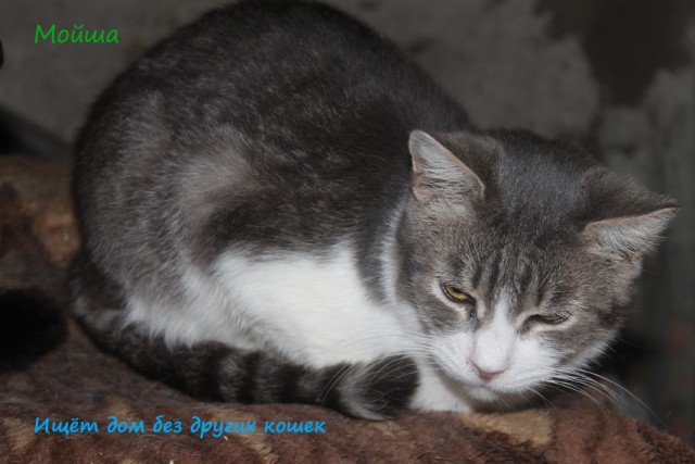 Жизнь домашнего приюта "Котоленд" 310