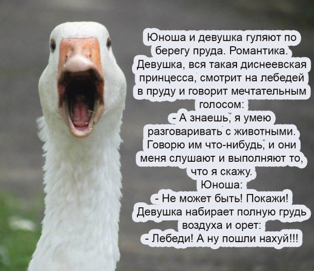 Картинки и мемы для настроения  - 31