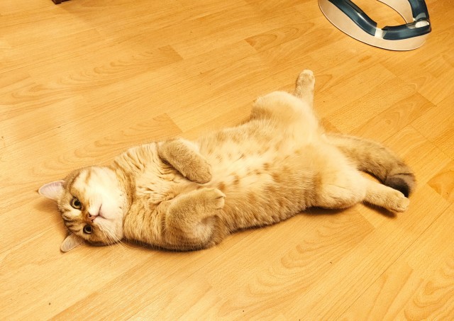С праздником и котофторником!