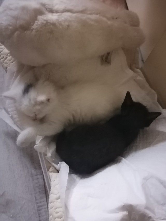 Кот во вторник