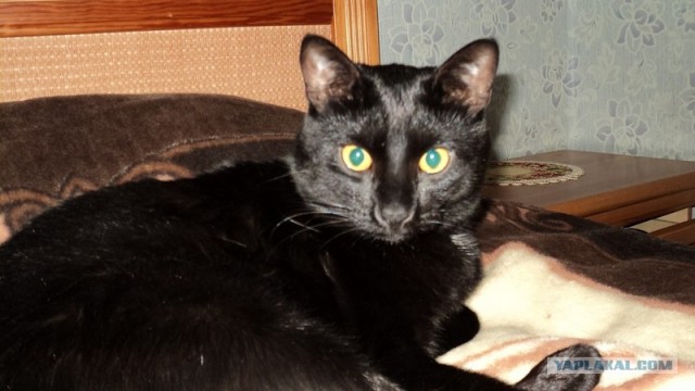 Деревенская Америка