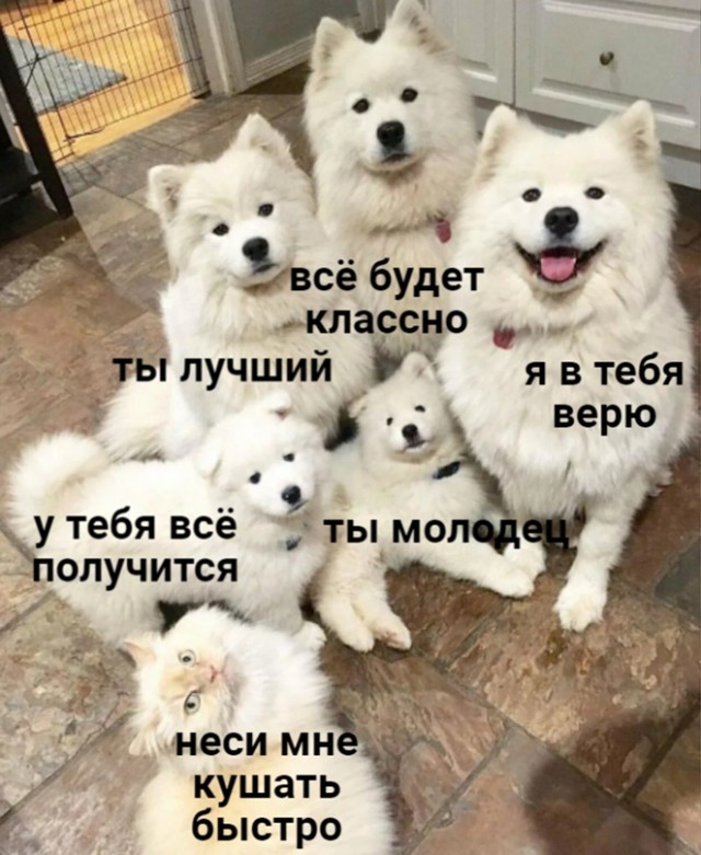 Сомоеды