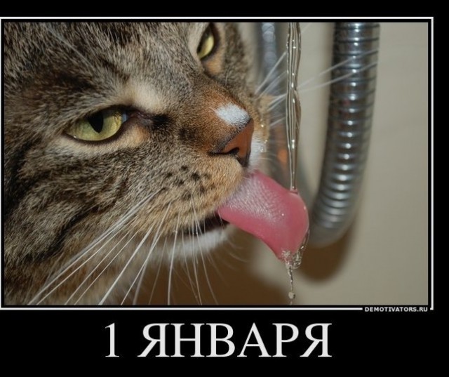 С новым годом - годом "Зайца"
