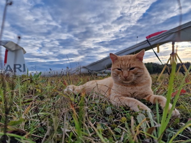 Коты - мастера на все лапы