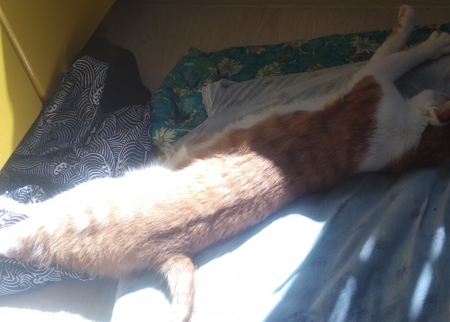 Я опять кота нашёл