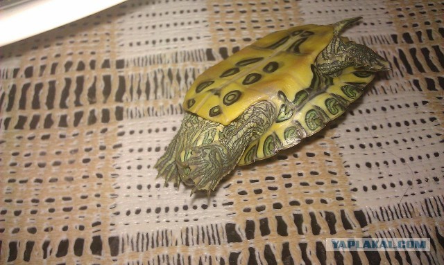 Черепашкин дом (22 фото).