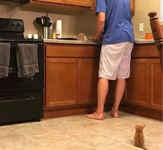 Котовторник Рыжих