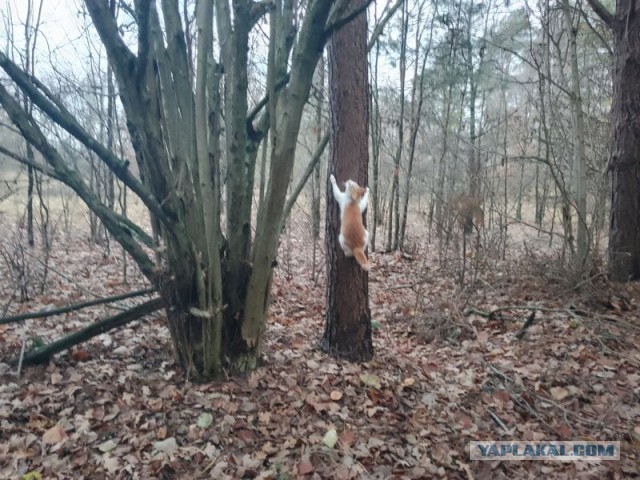 Жизнь домашнего приюта для котеек 470