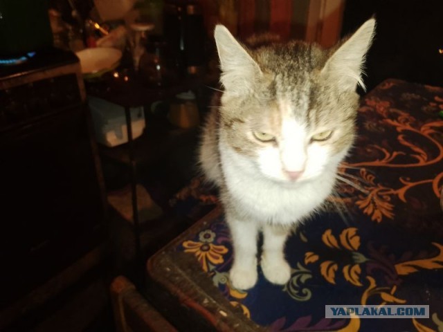 Жизнь домашнего приюта для котеек 475